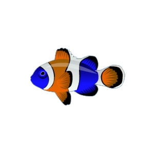 Island Clownfish